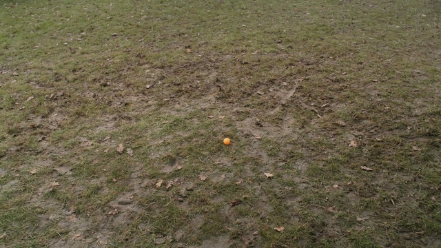 Video Reference: Grass, Lawn, Soil, Plant, Games