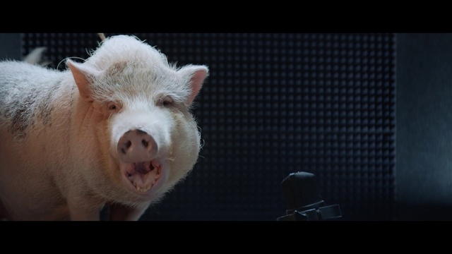 Video Reference: Domestic pig, Mammal, Suidae, Nose, Snout, Livestock, Fur, Organism, Mouth, Photography