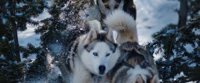 Video Reference: Mammal, Dog, Vertebrate, Siberian husky, Canidae, Greenland dog, Sakhalin husky, Alaskan malamute, Canadian eskimo dog, Sled dog, Person