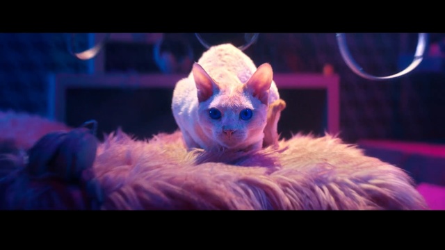 Video Reference: Performance, Cat, Fur, Performing arts, Fictional character, Felidae