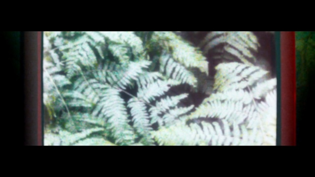 Video Reference: ecosystem, flora, fauna, organism, leaf, plant, tree, freshwater aquarium, ferns and horsetails, computer wallpaper, Person