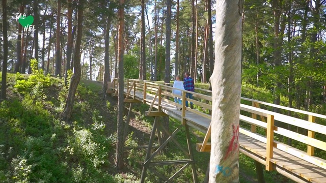 Video Reference: Nature reserve, Tree, Natural environment, Forest, Canopy walkway, Bridge, Biome, Woodland, State park, Trail
