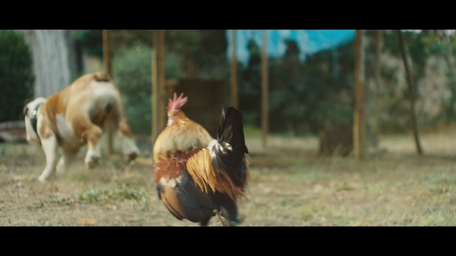 Video Reference: Vertebrate, Chicken, Rooster, Bird, Galliformes, Horse, Livestock, Stallion, Fowl, Poultry