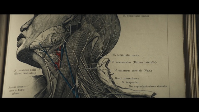 Video Reference: art, organ, human, human body, arm, design, muscle, organism, font, jaw