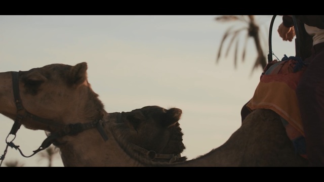 Video Reference: camel, camel like mammal, arabian camel, sky, snout, screenshot, landscape