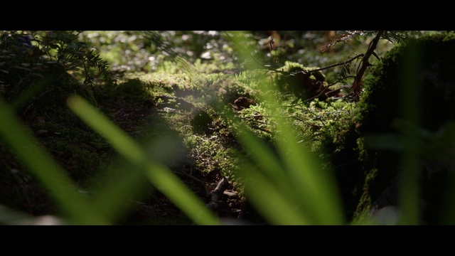 Video Reference: Nature, Vegetation, Terrestrial plant, Green, Water, Plant, Natural environment, Leaf, Grass family, Grass