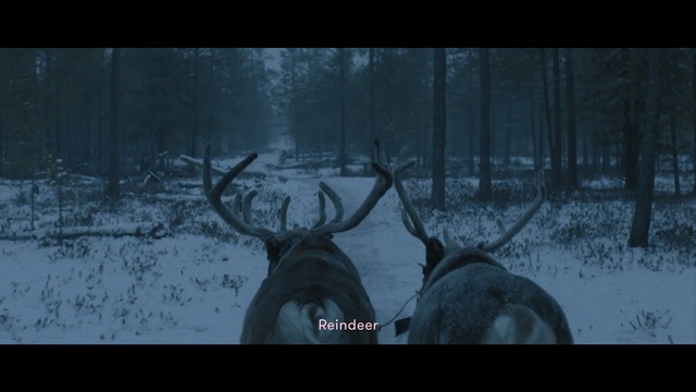 Video Reference: mammal, screenshot, darkness, atmosphere, freezing, wildlife, snow, winter, tree, forest