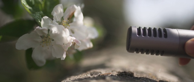 Video Reference: White, Flower, Spring, Blossom, Plant, Branch, Botany, Petal, Close-up, Tree
