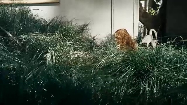 Video Reference: Grass, Grass family, Felidae, Plant, Sporting Group, English cocker spaniel, Canidae, Carnivore, Cat