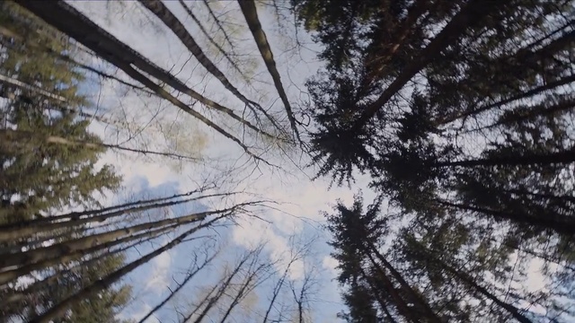 Video Reference: Tree, Nature, Sky, Branch, Woody plant, Natural environment, Plant, Forest, Trunk, Leaf