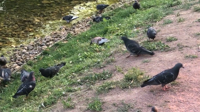 Video Reference: Bird, Pigeons and doves, Rock dove, Stock dove, Grass, Beak, Adaptation, Plant, Blackbird