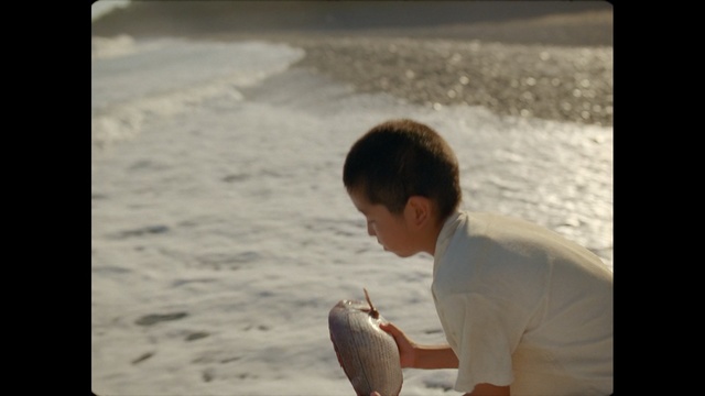 Video Reference: vacation, water, fun, sea, beach, human, sand, ocean, seabird, wave