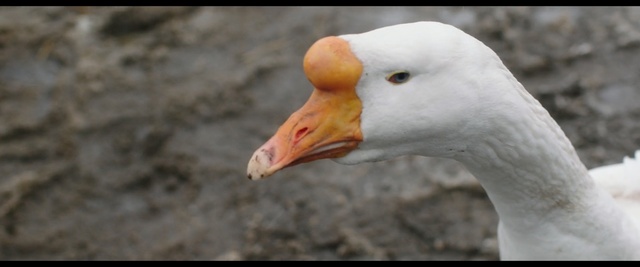 Video Reference: Bird, Beak, Goose, Water bird, Nose, Ducks, geese and swans, Adaptation, Duck, Waterfowl, Fowl