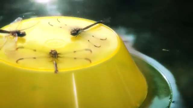 Video Reference: Yellow, Macro photography, Food, Pest, Still life photography, Membrane-winged insect, Pudding, Insect