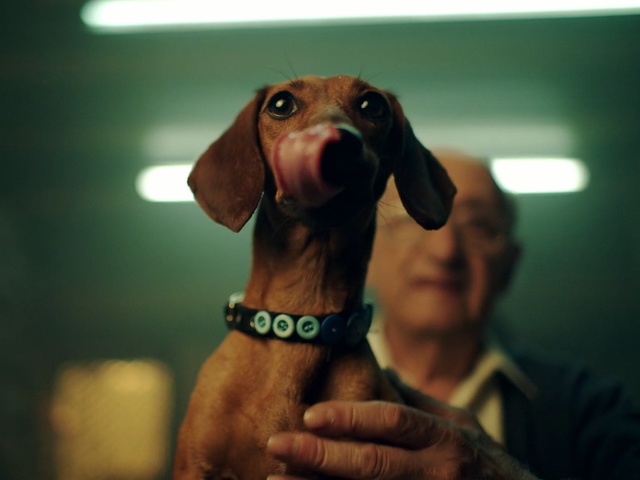 Video Reference: Dog, Mammal, Vertebrate, Canidae, Dog breed, Vizsla, Snout, Carnivore, Sporting Group, Dachshund