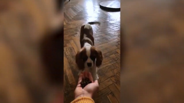 Video Reference: Canidae, Dog, Dog breed, Puppy, Carnivore, Sporting Group, Cavalier king charles spaniel, Spaniel