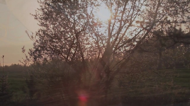 Video Reference: Atmospheric phenomenon, Nature, Tree, Morning, Sky, Sunlight, Atmosphere, Branch, Woody plant, Haze