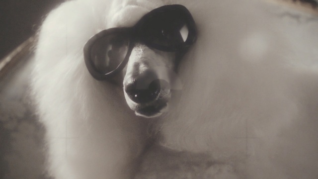 Video Reference: nose, fur, dog breed group, snout, eyewear, dog like mammal, neck, ear, Person