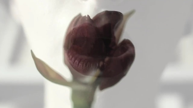 Video Reference: flower, plant, flowering plant, bud, close up, petal, plant stem, spring, Person