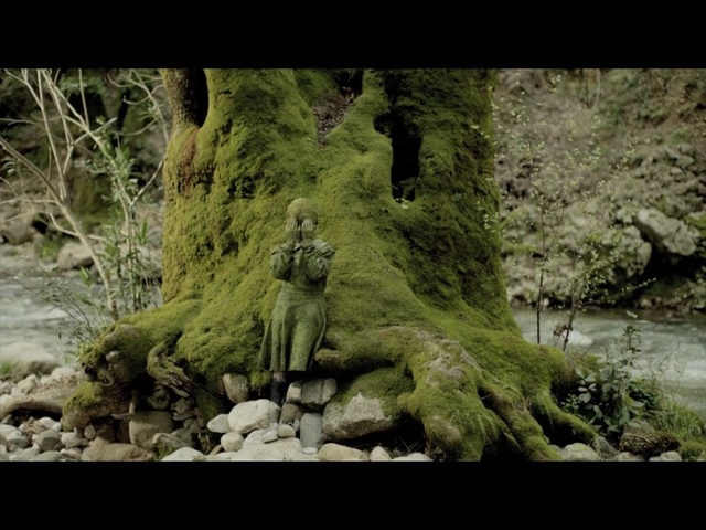 Video Reference: water, nature, vegetation, tree, wilderness, old growth forest, forest, watercourse, woodland, plant