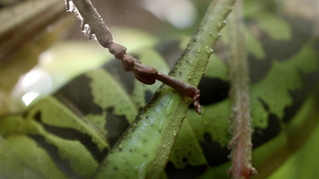 Video Reference: Plant stem, Branch, Leaf, Plant, Organism, Insect, Adaptation, Macro photography, Pest, Twig
