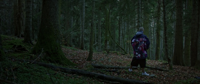 Video Reference: Woodland, Forest, Natural environment, Tree, Old-growth forest, Biome, Wilderness, Northern hardwood forest, Jungle, Temperate coniferous forest