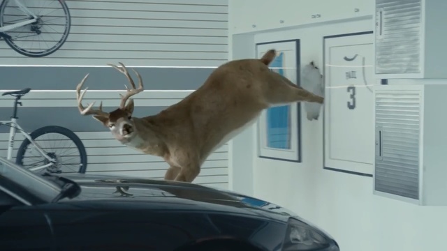 Video Reference: Deer, Antler, Reindeer, Horn, Windshield, Window, White-tailed deer, Vehicle door, Wildlife, Elk