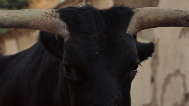 Video Reference: horn, cattle like mammal, bull, dairy, cow goat family, snout, ox, dairy cow, livestock