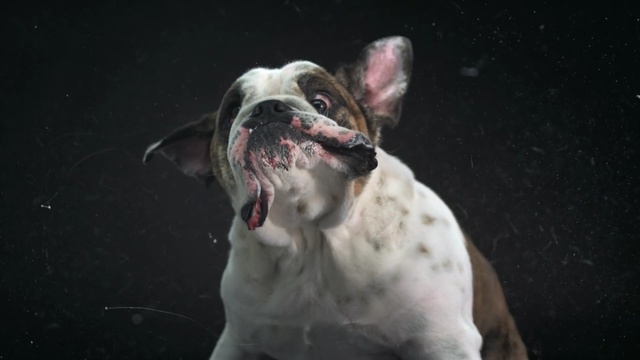 Video Reference: dog like mammal, dog breed, mammal, dog, vertebrate, snout, carnivoran, olde english bulldogge, non sporting group, dog breed group