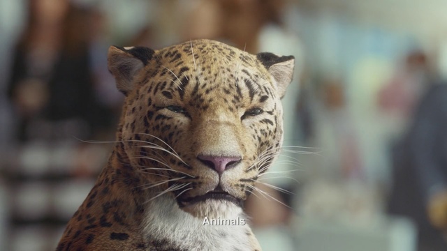 Video Reference: Terrestrial animal, Mammal, Wildlife, Vertebrate, Whiskers, Felidae, Leopard, Snout, Big cats, Carnivore