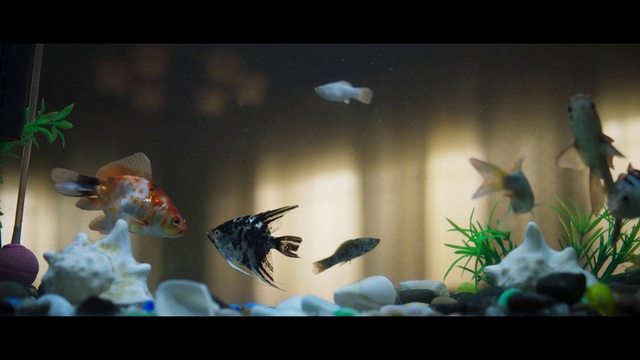 Video Reference: Aquarium, Freshwater aquarium, Fish, Organism, Aquarium decor, Aquatic plant, Plant, Animation, Marine biology, Vessel, Indoor, Vase, Thing, Flower, Table, Photo, Small, Glass, Different, Bird, White, Filled, Colorful, Bowl, Living, Mirror, Cake, Hanging, Clear, Large, Water, Group, Holding, Display, Room, Standing, Blue, Man, Animal, Fishbowl, Salamander, Reef