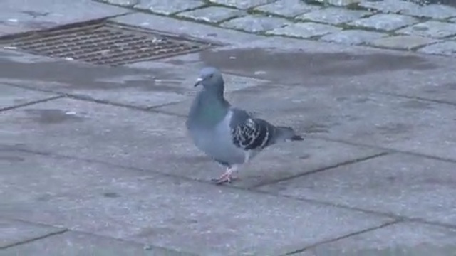 Video Reference: bird, pigeons and doves, fauna, beak, stock dove, feather, tail