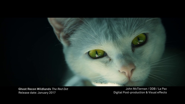 Video Reference: Cat, Felidae, Small to medium-sized cats, Whiskers, Photo caption, Snout, Eye, Burmilla, Carnivore, Domestic short-haired cat