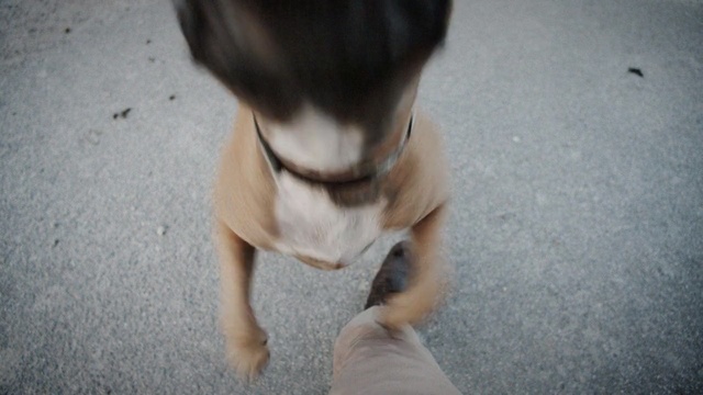 Video Reference: Canidae, Dog, Dog breed, Companion dog, Snout, Puppy, Carnivore, Sporting Group, Leg, Fawn