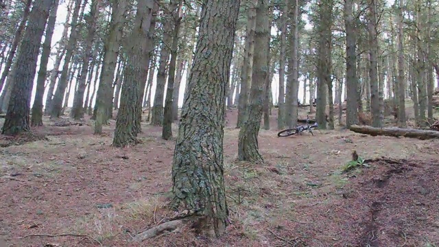 Video Reference: woodland, ecosystem, forest, tree, spruce fir forest, nature reserve, grove, old growth forest, temperate coniferous forest, temperate broadleaf and mixed forest
