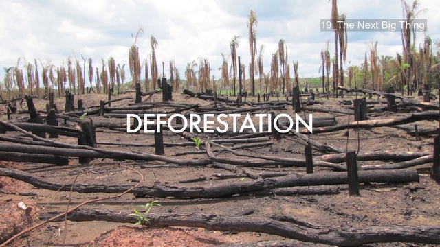 Video Reference: Tree, Soil, Adaptation, Plant, Wood, Land lot, Plantation, Logging