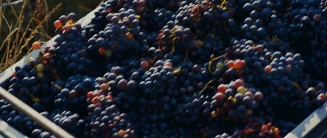 Video Reference: Natural foods, Fruit, Berry, Superfood, Huckleberry, Bilberry, Food, Plant, Grape, Frutti di bosco