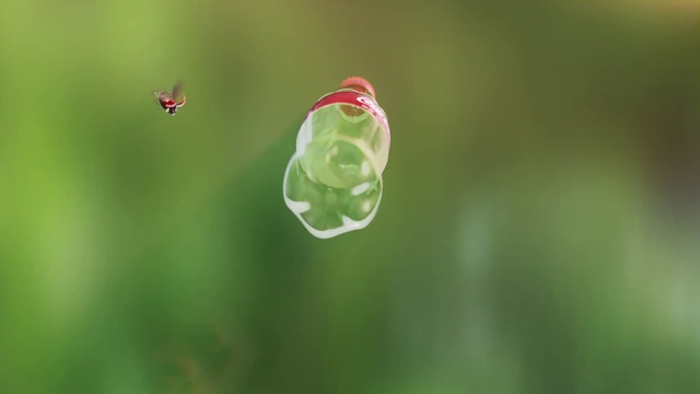 Video Reference: Green, Water, Macro photography, Close-up, Leaf, Plant, Bud, Flower, Grass, Photography, Rain, Droplet, Drop, Dew, Abstract, Moisture, Blur, Dewdrop