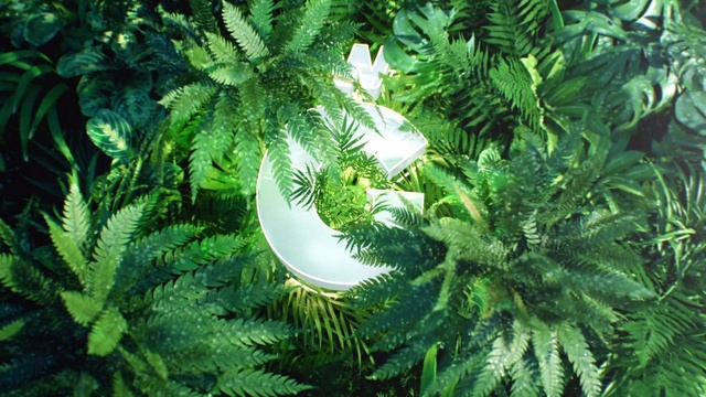Video Reference: Ferns and horsetails, Vegetation, Plant, Terrestrial plant, Vascular plant, Leaf, Fern, Green, Ostrich fern, Tree