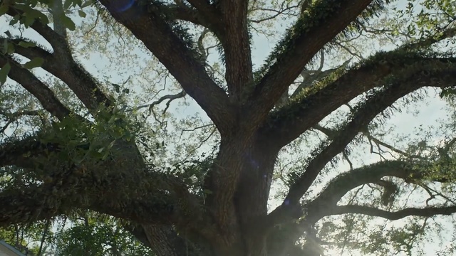 Video Reference: Tree, Branch, Woody plant, Plant, Trunk, Oak, Twig, Plant stem