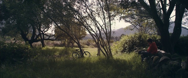 Video Reference: Nature, Vegetation, Tree, Woodland, Natural landscape, Natural environment, Nature reserve, Bicycle, Mountain bike, Sunlight