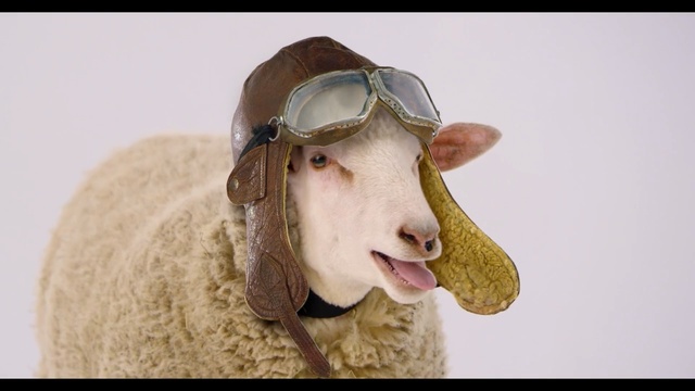 Video Reference: Mammal, Sheep, Sheep, Snout, Canidae, Livestock, Cow-goat family, Sporting Group, Fawn, Dog breed