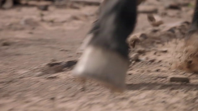 Video Reference: Sand, Soil, Wildlife, Tail