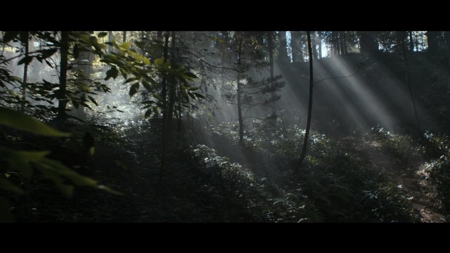 Video Reference: Forest, Nature, Natural environment, Woodland, Tree, Jungle, Light, Old-growth forest, Sunlight, Biome