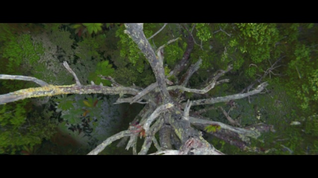 Video Reference: Tree, Nature, Branch, Vegetation, Natural environment, Plant, Forest, Woody plant, Wilderness, Leaf