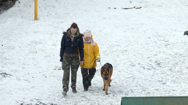 Video Reference: Snow, Dog, Canidae, Winter, Fun, Vacation, Sporting Group, Dog walking, Dog breed, Recreation