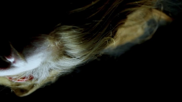 Video Reference: face, nose, whiskers, close up, snout, organism, mouth, jaw, fur, darkness