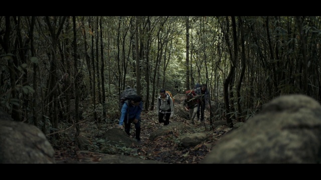 Video Reference: Forest, Natural environment, Wilderness, Woodland, Old-growth forest, Tree, Trail, Adventure, Biome, Jungle