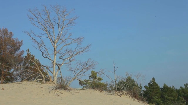 Video Reference: Tree, Vegetation, Sand, Plant, Woody plant, Sky, Landscape, Dune, Blowout, Branch