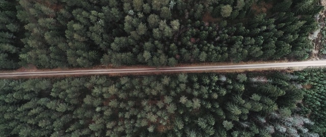 Video Reference: tree, grass